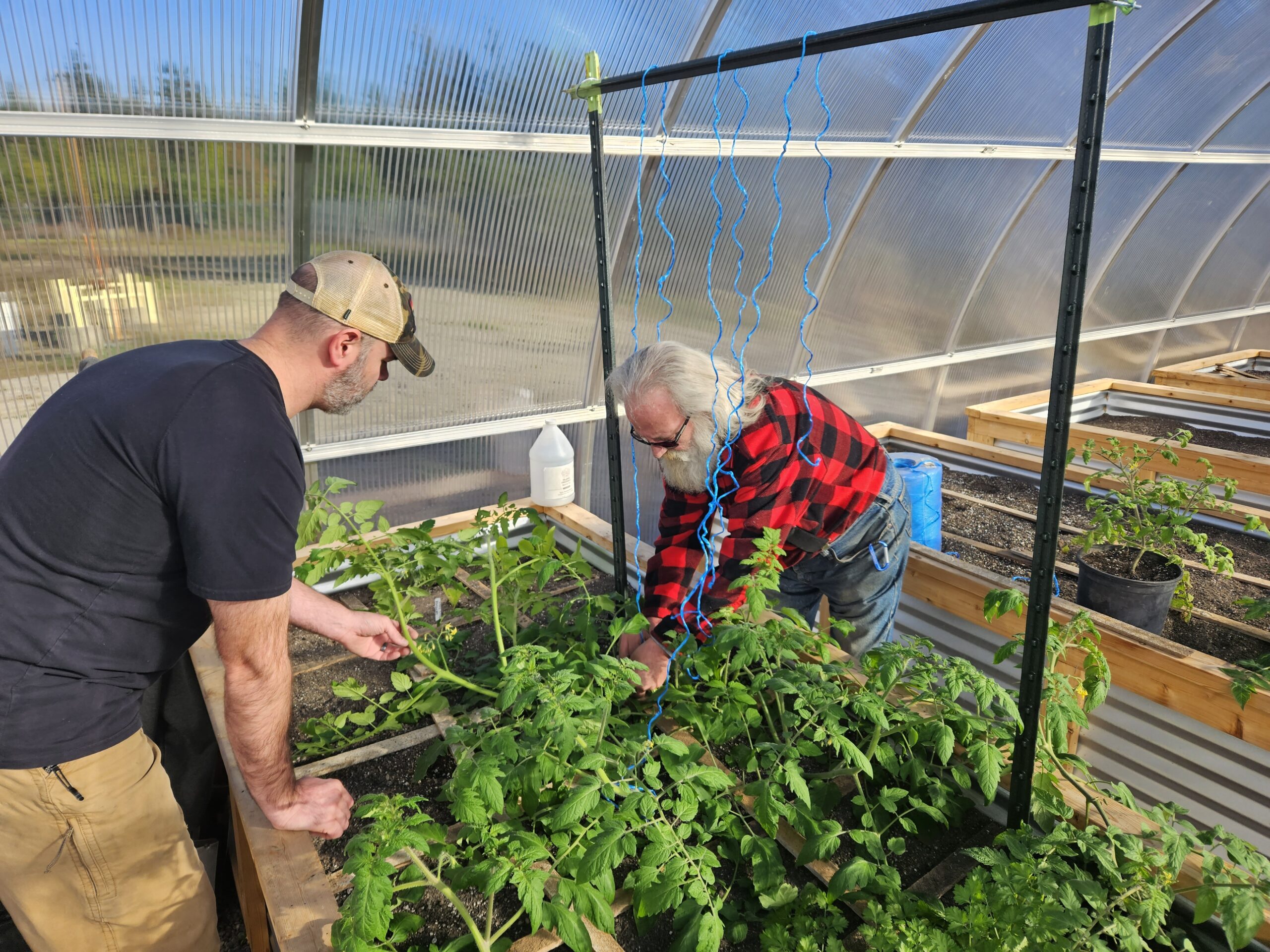 Two people work on tomatoes in a raised bed inside a greenhouse.